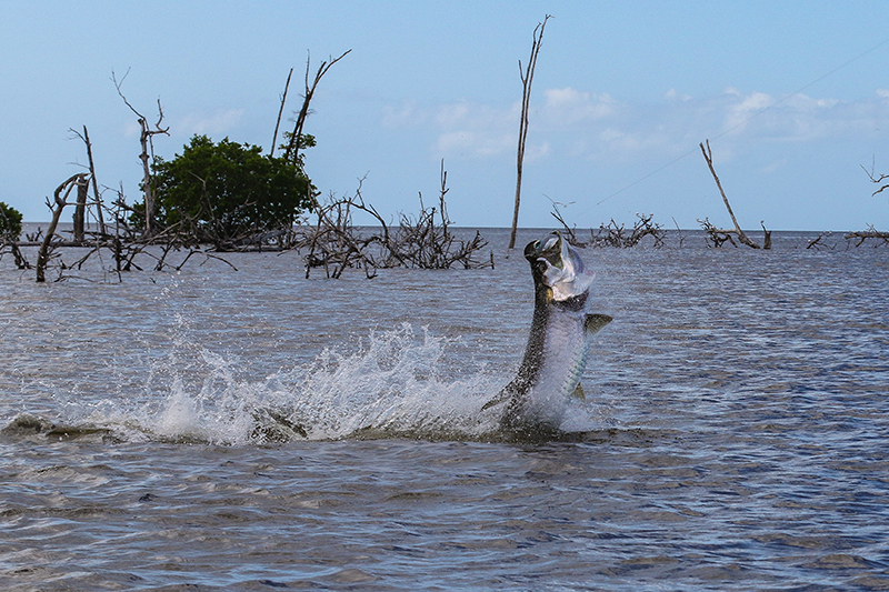 Everglades tarpon fishing with Captain Mark Bennett-© Tarponsnook.com