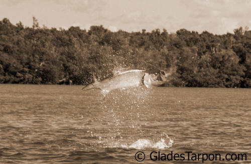 Tarpon fishing charters in Florida with Captain Mark Bennett