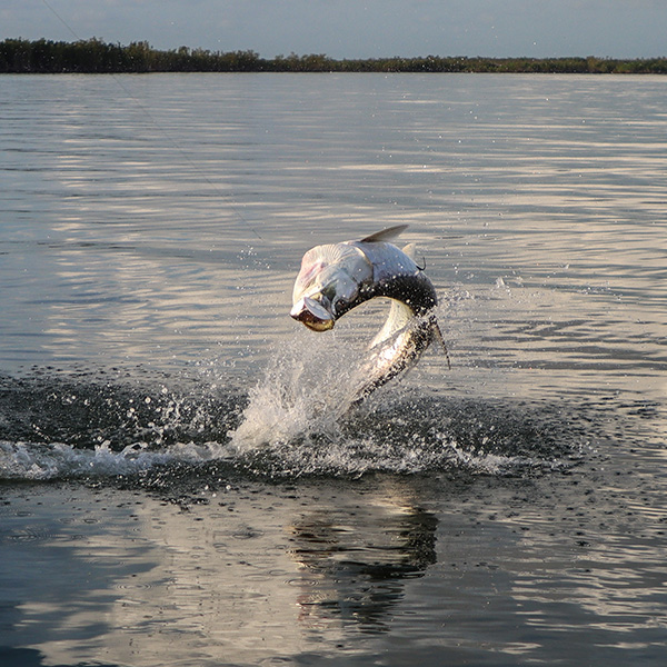 Florida tarpon fishing with Captain Mark Bennett