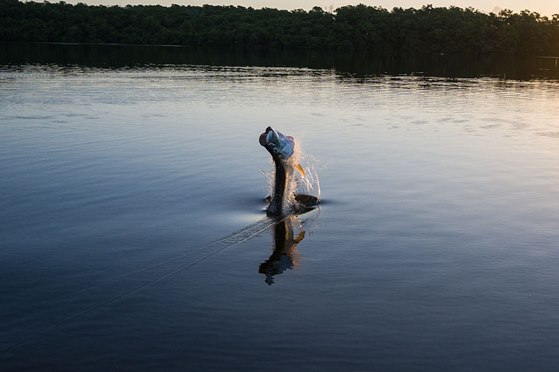 Everglades tarpon fishing