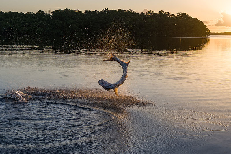 Tarpon fishing in the Florida Everglades with Captain Mark Bennett