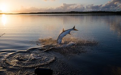 August 2024 Tarpon Fishing Report