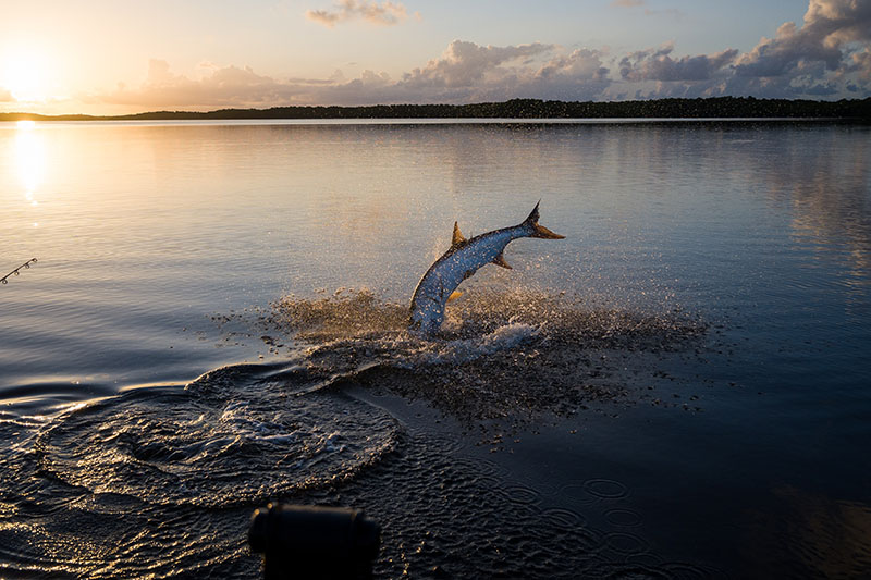 Everglades tarpon fishing