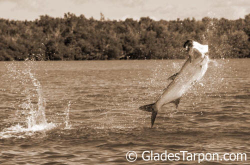 Tarpon fishing charters in Florida with Captain Mark Bennett