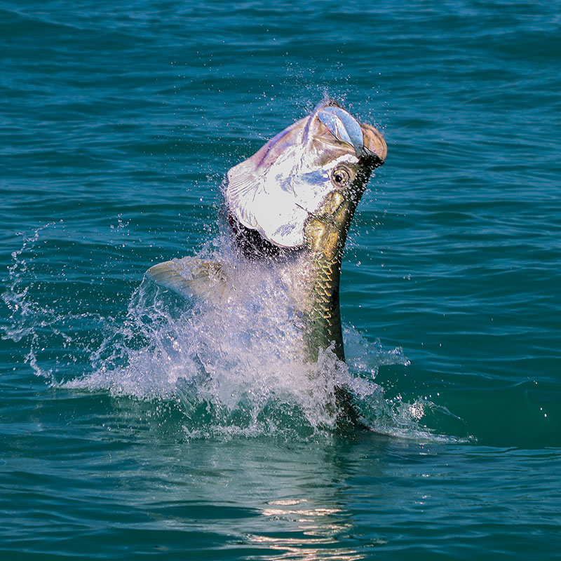 Tarpon fishing along the beaches near Boca Grande with Captain Mark Bennett