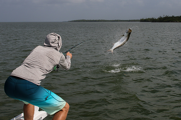 Tarpon fishing in the Florida Everglades with Captain Mark Bennett