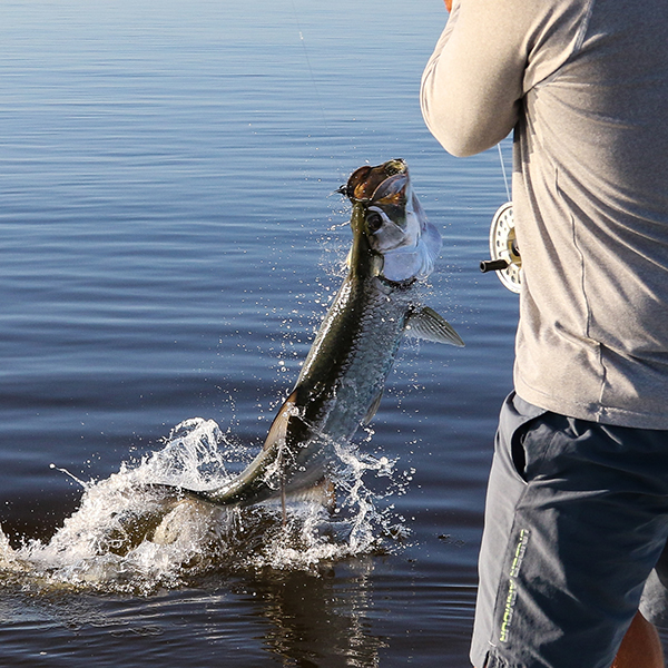 Tarpon fishing in the Florida Everglades with Captain Mark Bennett