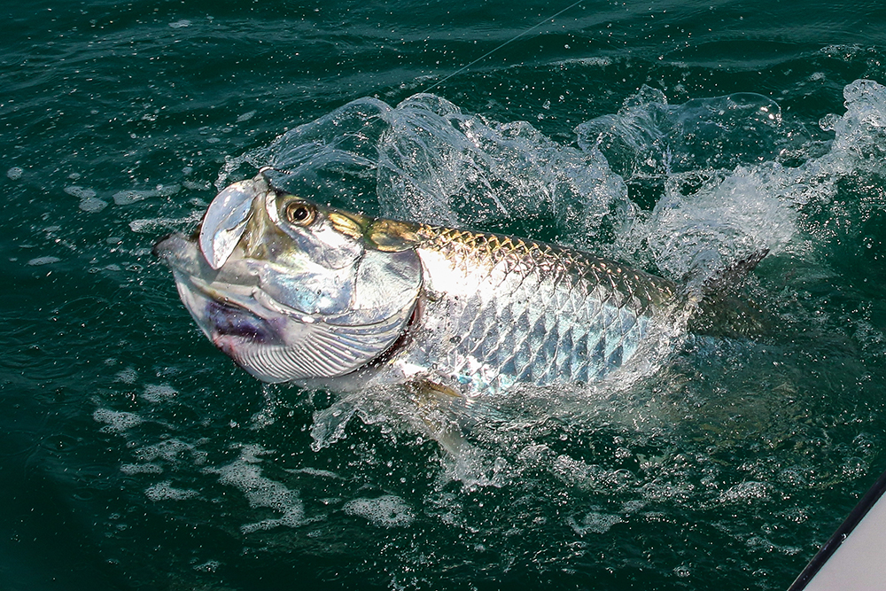 Tarpon fishing along the beaches near Boca Grande with Captain Mark Bennett