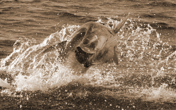 Tarpon fishing charters in Florida with Captain Mark Bennett