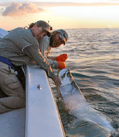 Tarpon fishing with Captain Mark Bennett