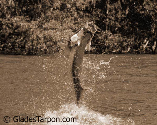 Tarpon fishing charters in Florida with Captain Mark Bennett